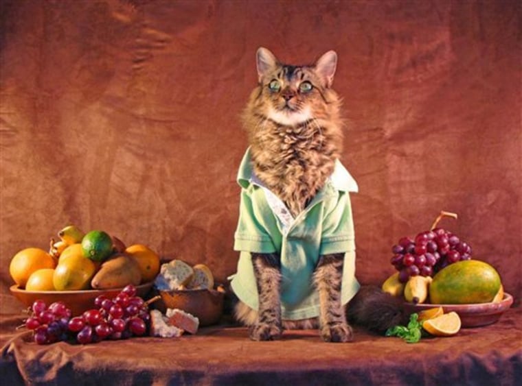 This 2009 photo provided by Joann Biondi shows her 2-year-old Maine coon cat, Lorenzo, in an image named Still Life with Cat that was taken in Miami. Lorenzo is an ordinary, working class feline _ very mellow and independent, Biondi said. He just happens to like fashionable shirts, having his picture taken, walking on a leash, sitting up, rolling over and jumping through hoops on command. (AP Photo/Joann Biondi)  NO SALES